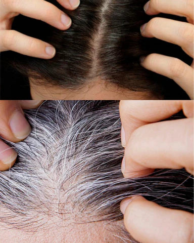 SHAMPOOCUBRE CANAS MAXI PLUS + OBSEQUIO